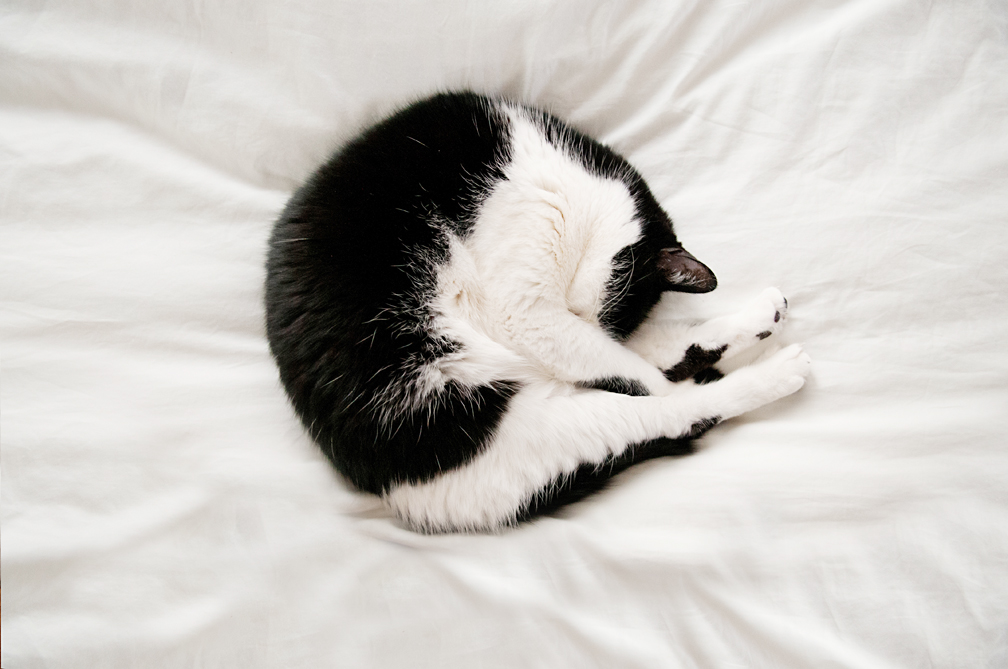 catnap
